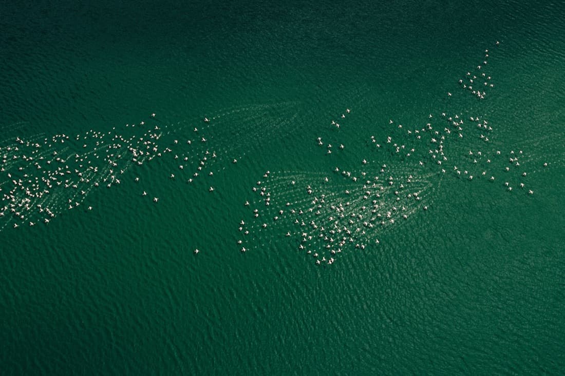 Flocks of birds on dark green water seen from above